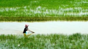 Gen mới kiểm soát chiều cao, giúp cây trồng chịu nước