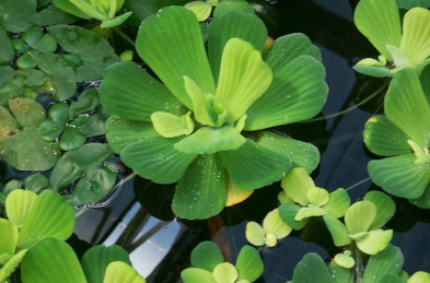 Ảnh bèo hoa dâu